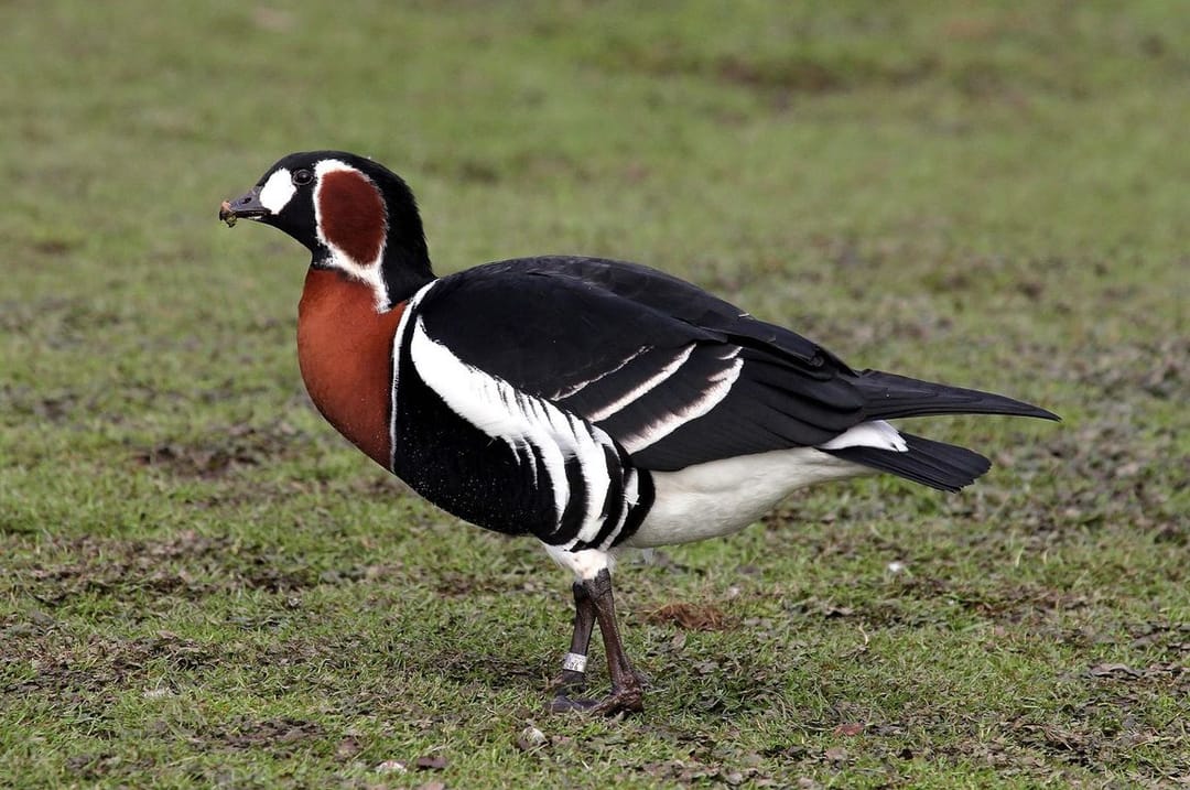 Редкие виды птиц и животных из заповедников Туркменистана включат в новое издание Красной книги