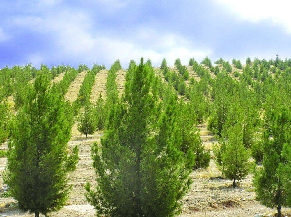 Türkmenistanda soňky ýyllarda 145 milliondan gowrak agaç ekildi