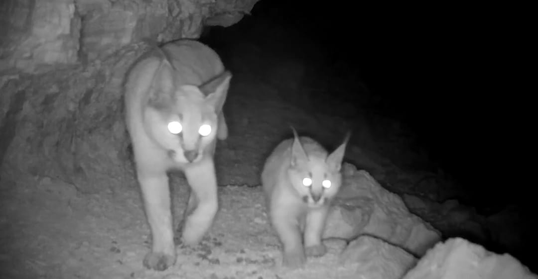 В Туркменистане впервые зафиксировано потомство редчайшего каракала