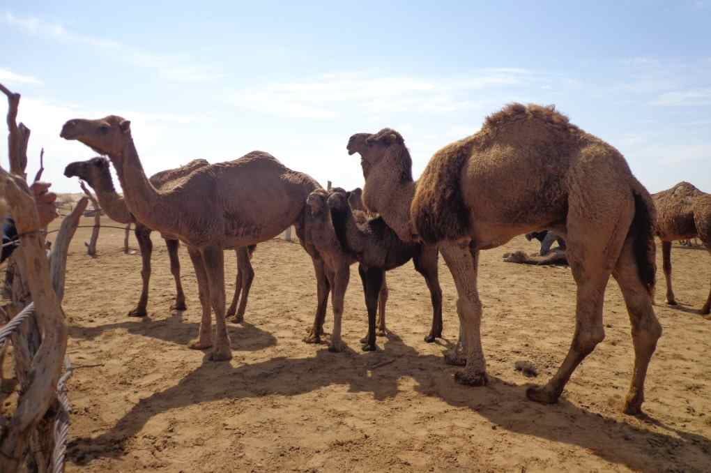 В Туркменистане начинается кампания по стрижке верблюдов