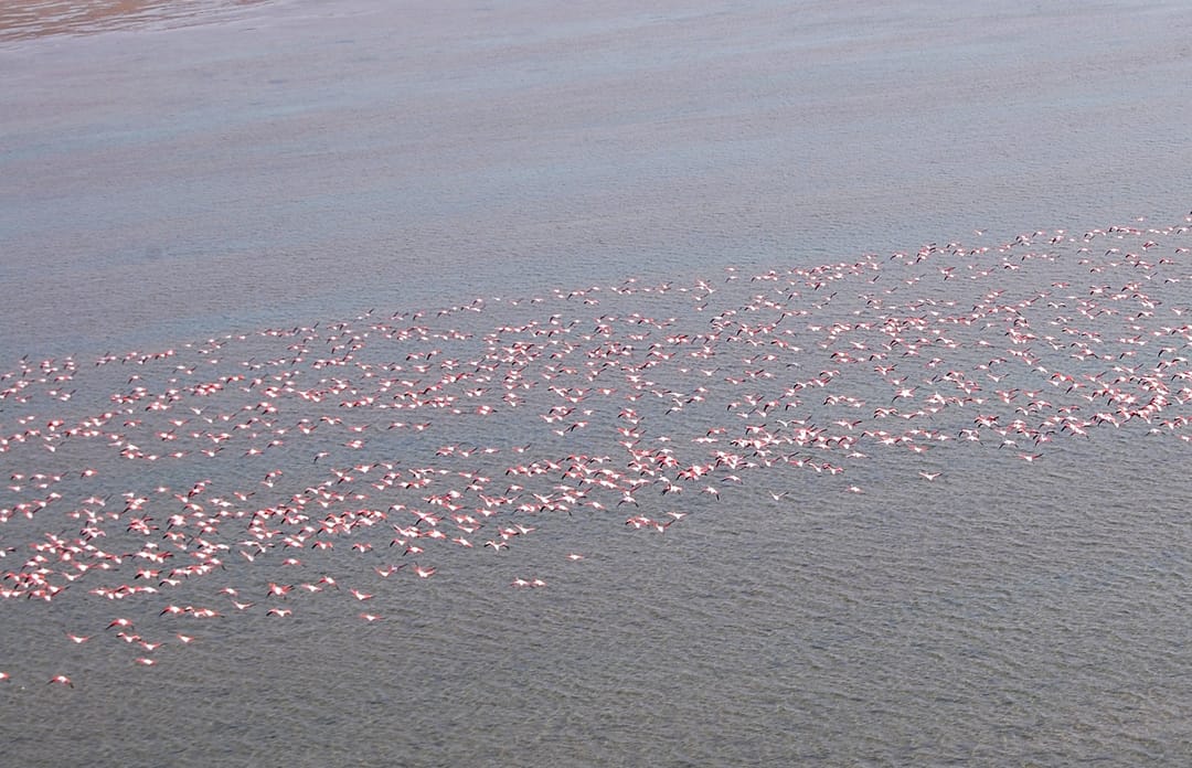 В туркменском секторе Каспия зарегистрировано рекордное количество фламинго