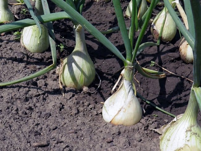 В Дашогузском велаяте Туркменистана посадили озимый лук 