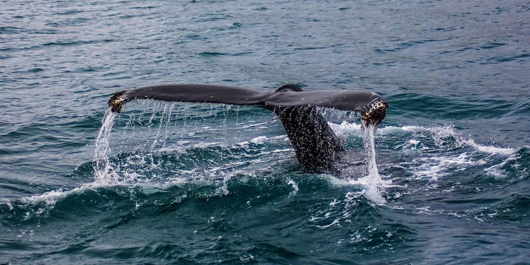 Iceland to ban whale hunting by 2024