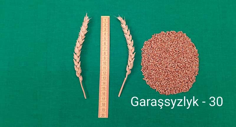 В Туркменистане создали новые сорта озимой пшеницы, ячменя и тритикале