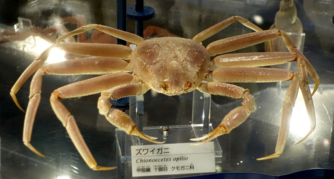 Snow crab in Japan was sold for a record price of 66 thousand USD