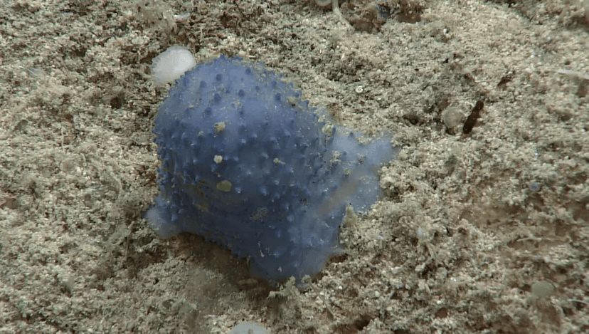 На дне Карибского моря нашли необычную голубую слизь 