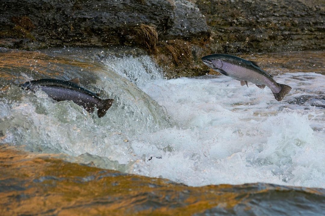 Norveç'te 27.000 kaçak somonun her biri için 500 kron ödül konuldu