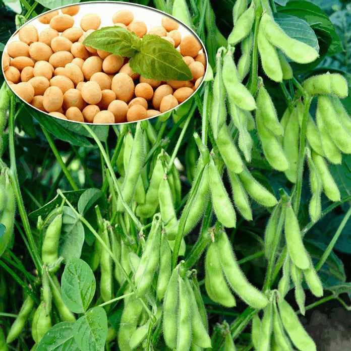 В Туркменистане начнут выращивать кормовое зерно, кукурузу и сою