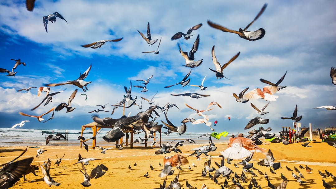 Ýakyn ýüz ýylda guşlara köpçülikleýin gyrylmak howpy abanýar