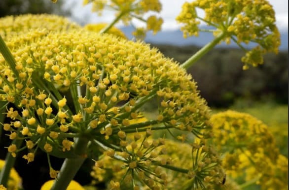 День науки в Туркменском сельскохозяйственном университете посвятили феруле