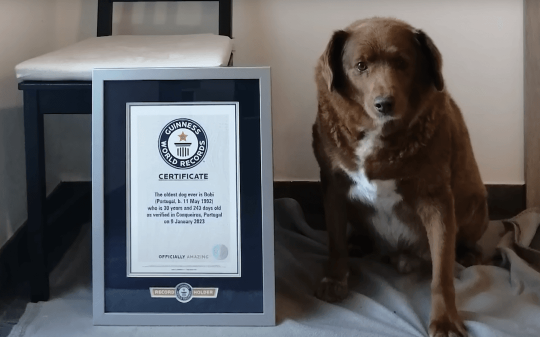 Dünýäde iň garry köpek Portugaliýada ýaşaýar