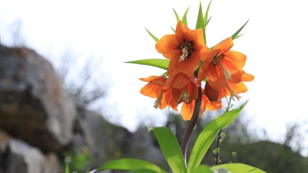 Gyrgyzystanda Aýgül atly güli gorap saklamakçy bolýarlar