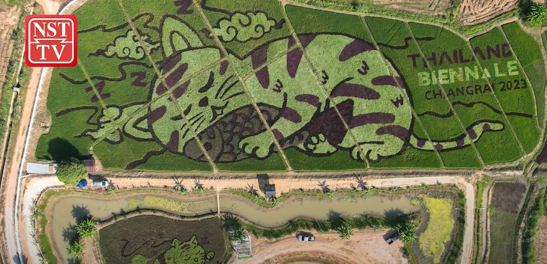 Тайский фермер создал огромные изображения котов на рисовых полях