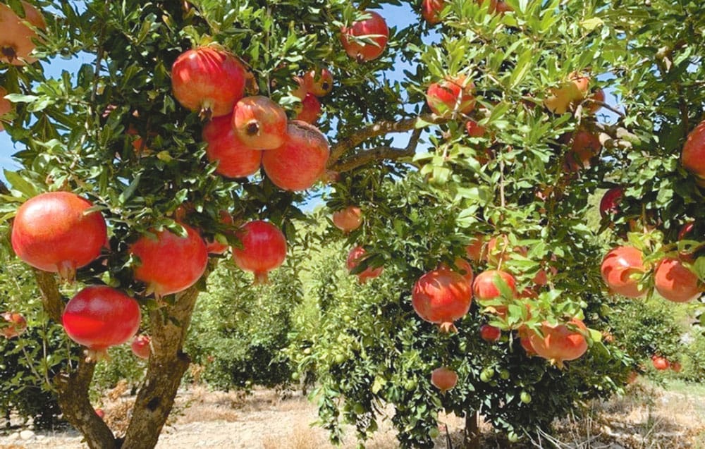 Туркменские ученые подтвердили целебные свойства граната, известные с древних времён