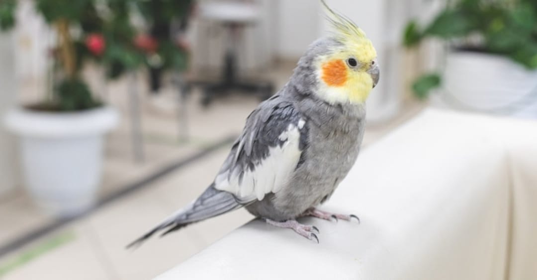 В Турции после землетрясения массово скупают домашних попугаев