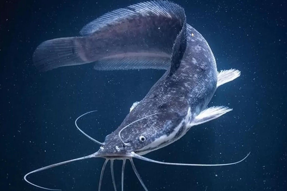 The entrepreneur forms the west region of Turkmenistan preserves African marble catfish