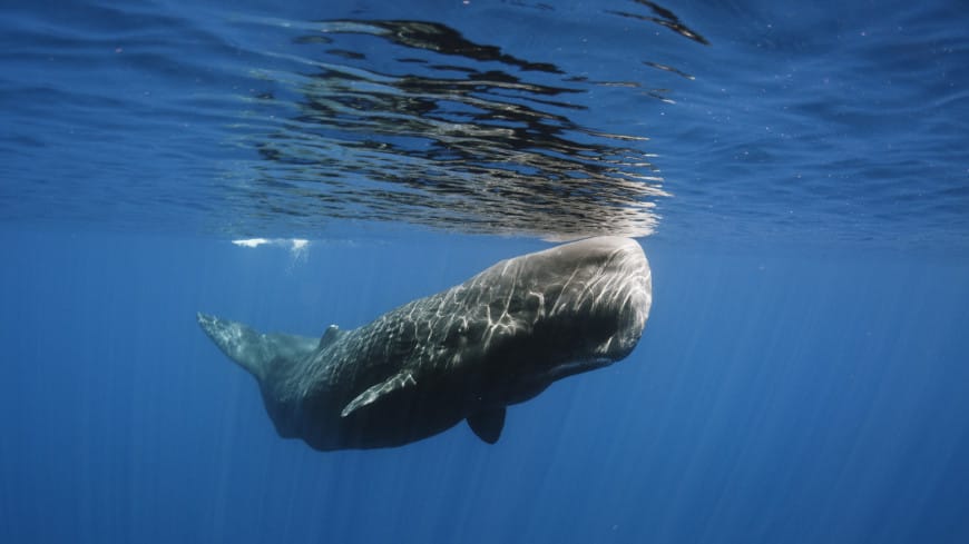 Rescuers in China returned to the ocean a sperm whale weighing 70 tons