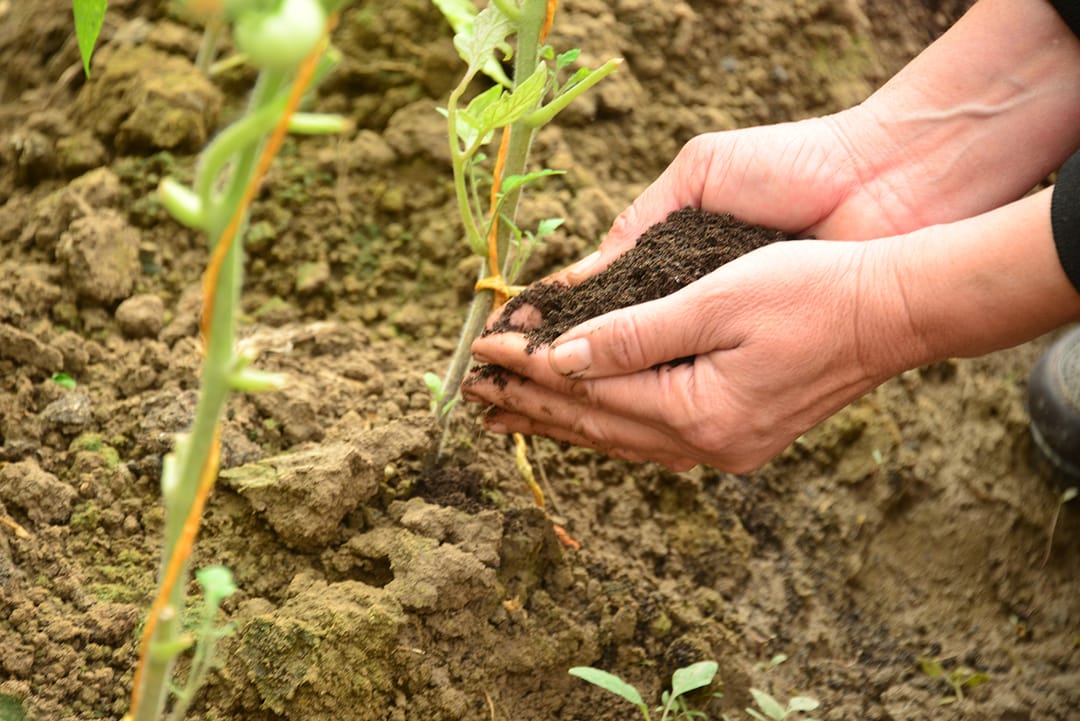Пилотный проект ПРООН по поддержке женщин дайханских хозяйств Туркменистана дает первые результаты