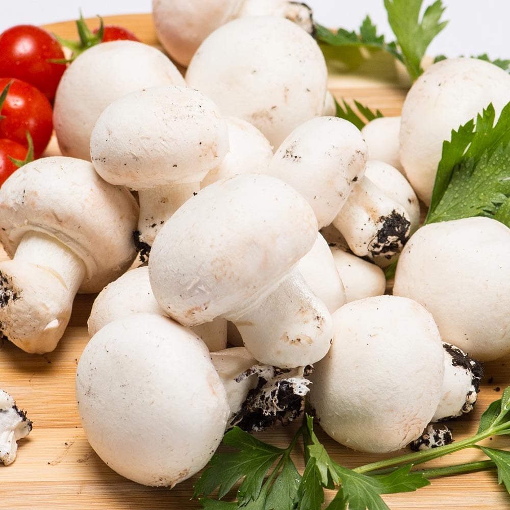 Turkmen enterprise harvests up to 6 tons of champignons per month