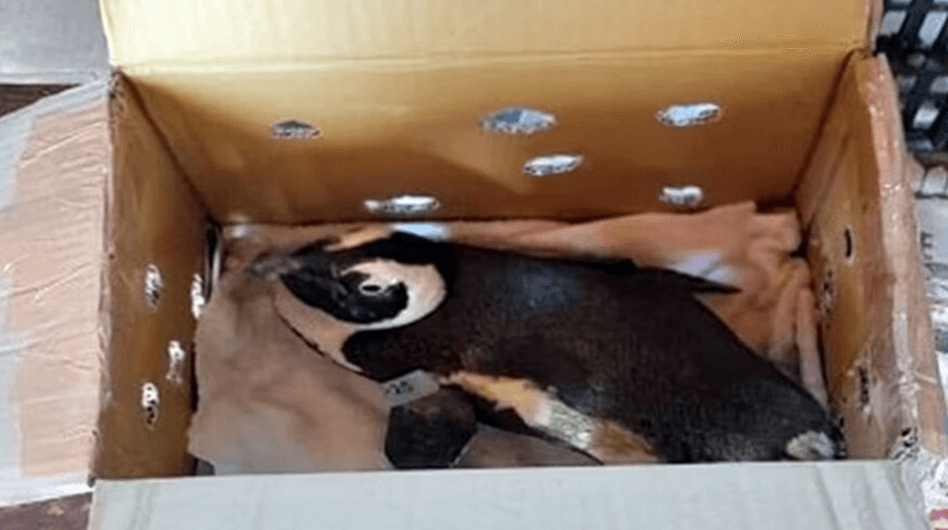 Uçuş kurallarına aykırı şekilde kabine alınan bir penguen, Güney Afrika'da helikopter kazasına neden oldu