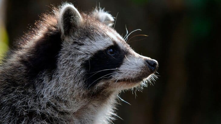 Tokioda ýenotlara uruş yglan etdiler