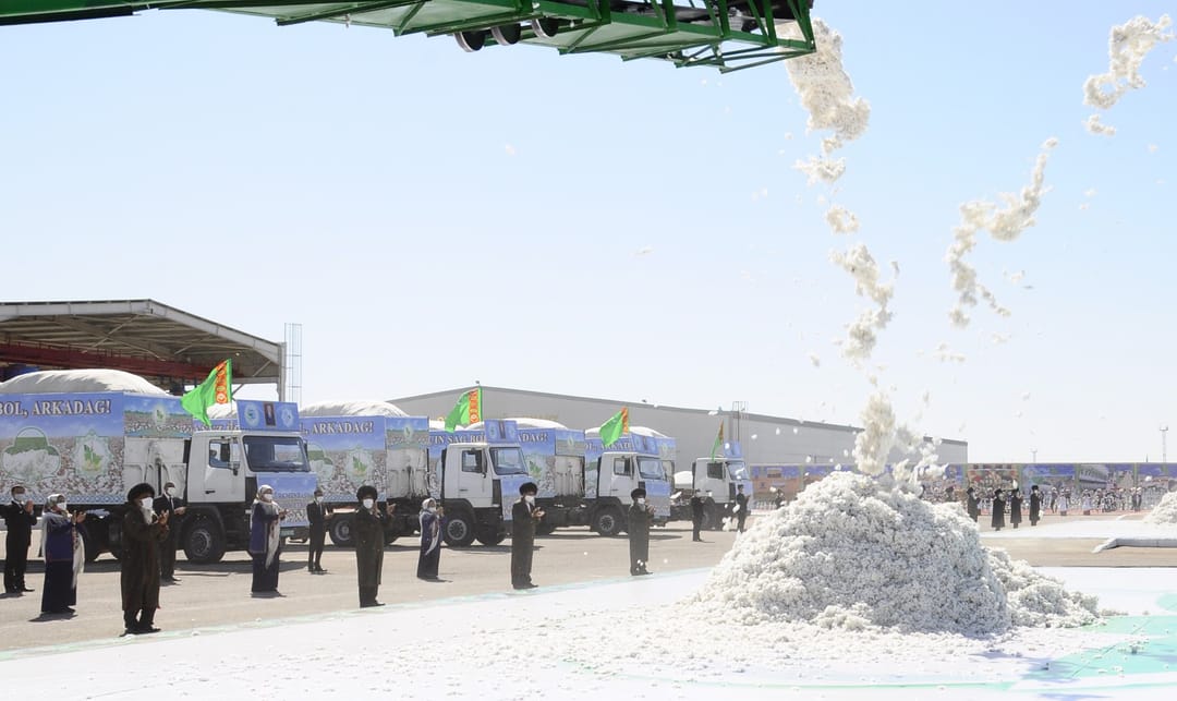 В северном регионе Туркменистана приступили к сбору хлопка