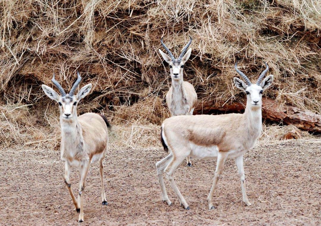 The number of gazelles in the Turkmen wildlife sanctuary on the island of Ogurjaly has reached more than 2 000