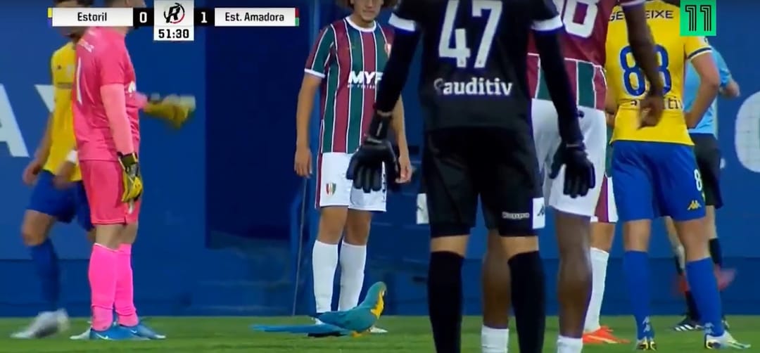 In Portugal, a macaw parrot walked across the field during the match