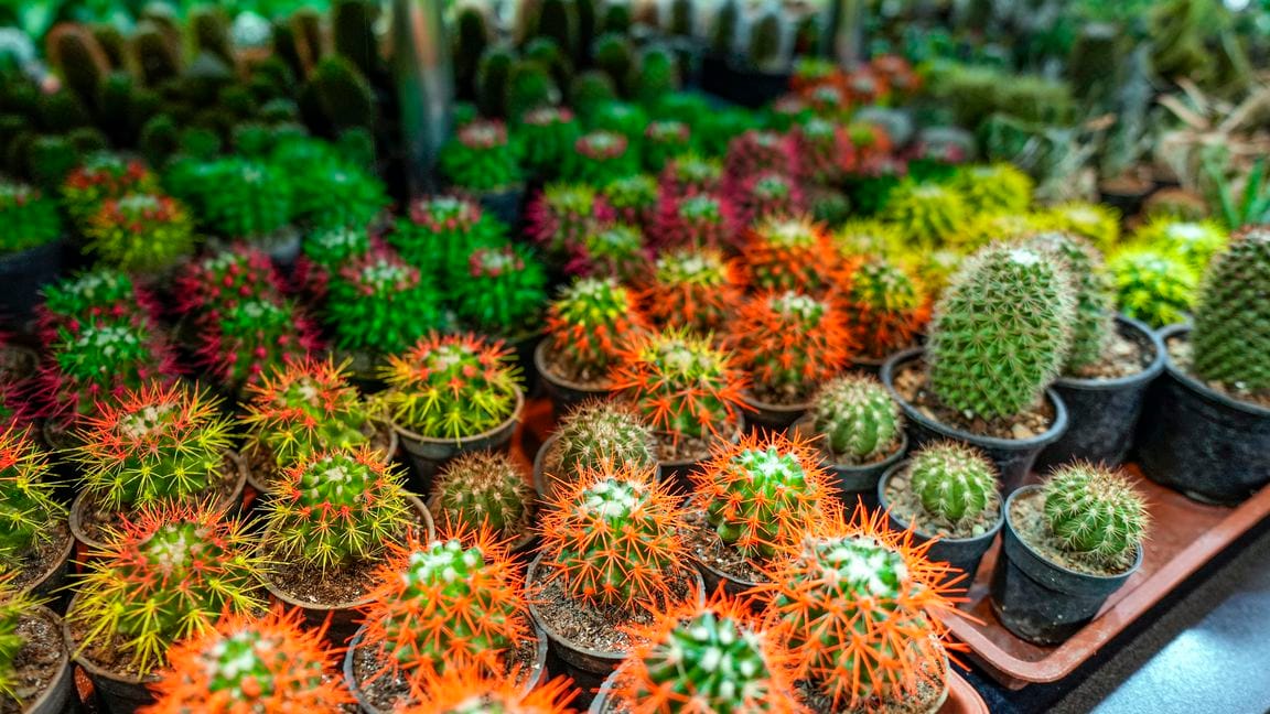 «Roza Gül» öýde göwnejaý gurşawy döretjek otag ösümliklerini hödürleýär