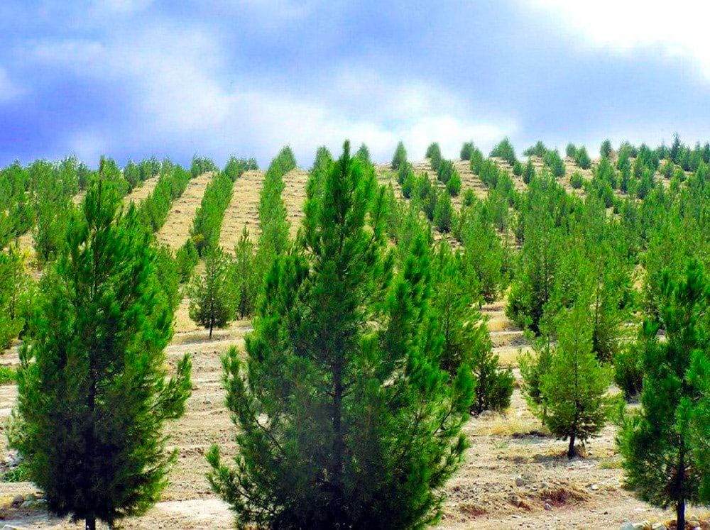 Lebap welaýat tokaý hojalygy tarapyndan pürli we ýaprakly agaçlaryň nahallarynyň müňlerçe düýbi ýetişdirildi
