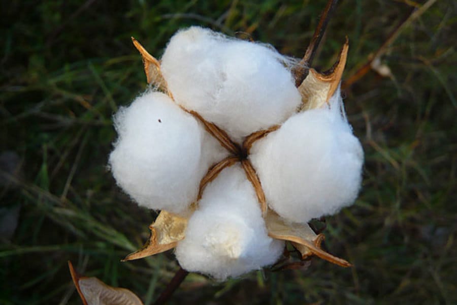 В Туркменистане готовятся к хлопкоуборочной страде