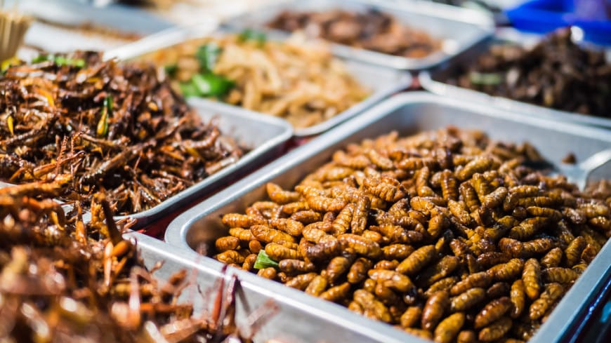 UK school canteens will start feeding insects