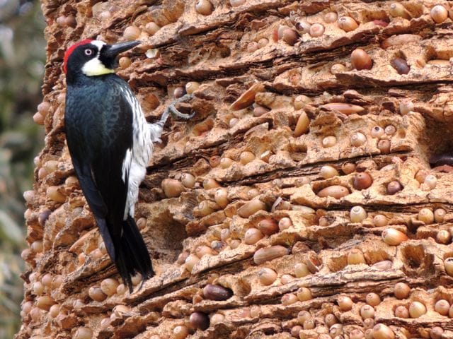 «Хозяйственный» дятел собрал 320 килограмм желудей в стене дома