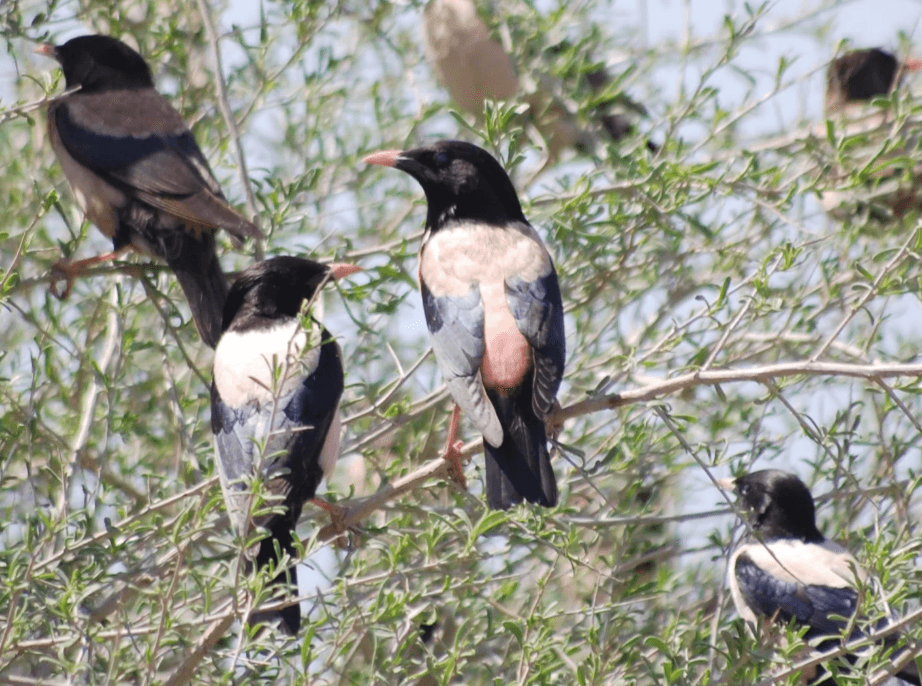 Скворцовый «ажиотаж» в Ашхабаде