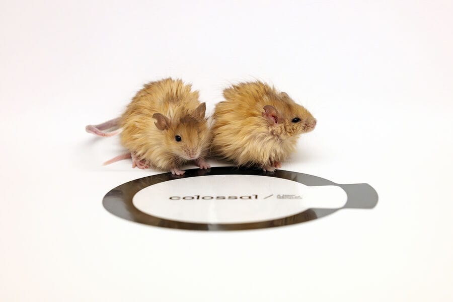 Генетики создали мышей с мехом как у вымерших мамонтов