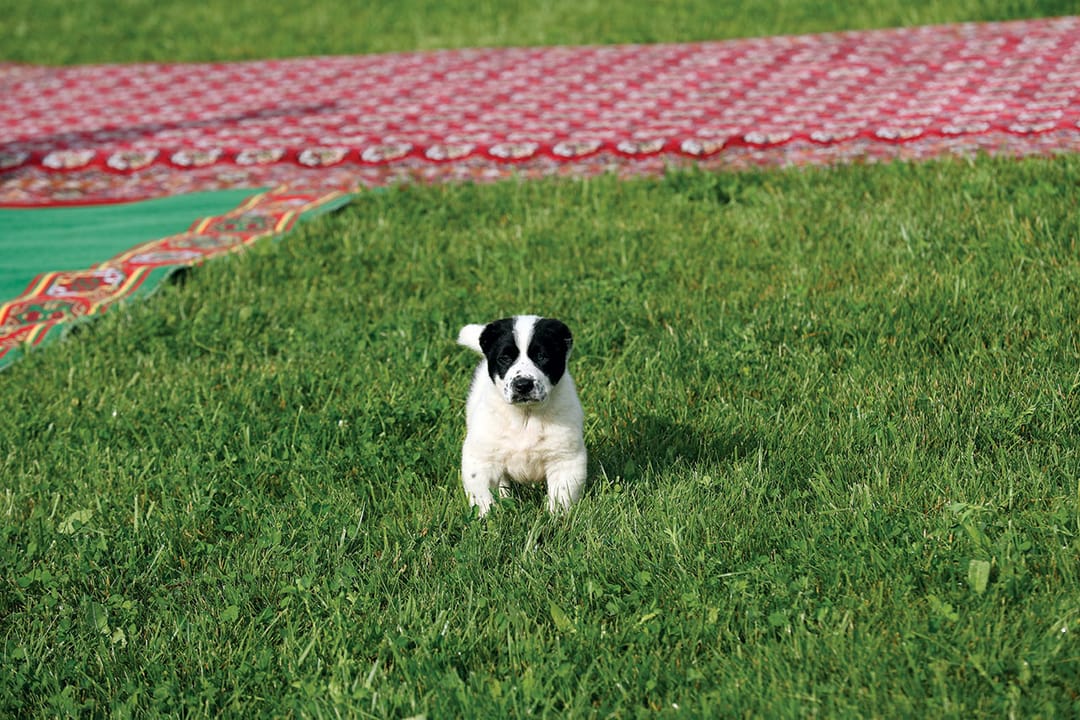 В Фарапе построят Племенной центр туркменского алабая