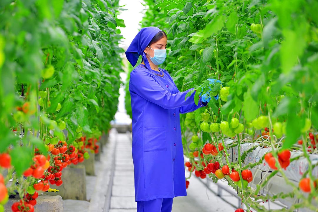 Turkmenistan exported 104 thousand tons of tomatoes abroad in 2022 