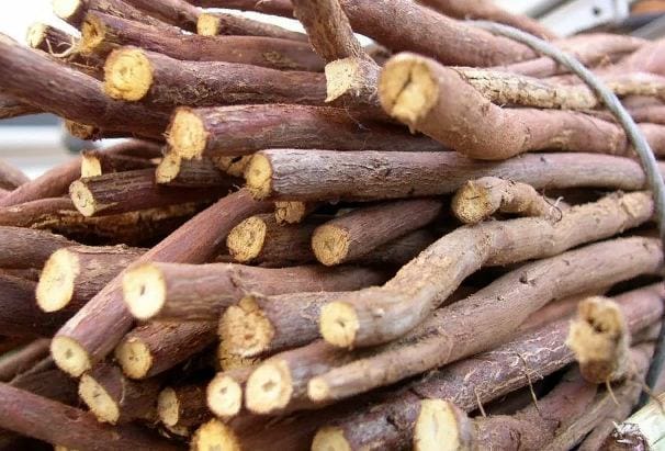 680 tons of dry licorice extract were produced in Turkmenistan in 2021