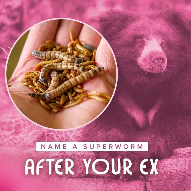 «Скорми» бывшего медведям: зоопарк в США предлагает необычную акцию ко Дню святого Валентина