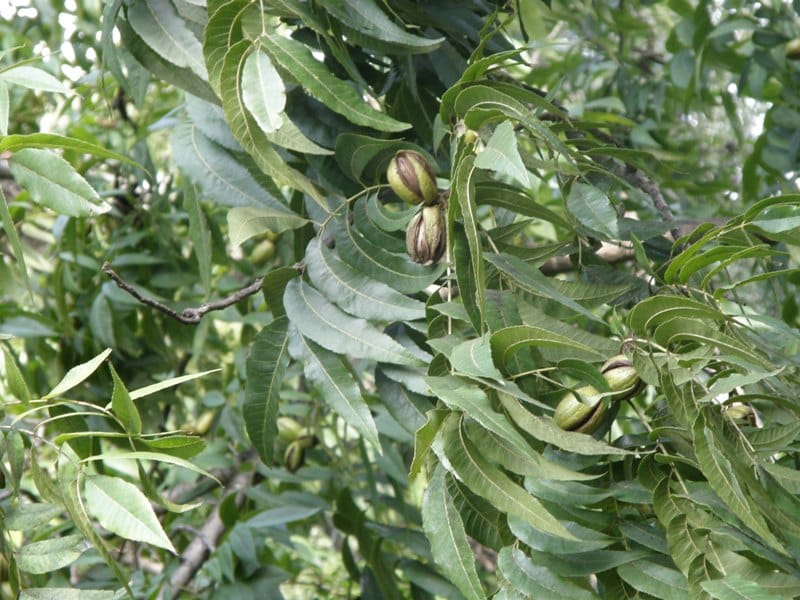Туркменские экологи намерены приумножить дикорастущие плодовые растения субтропиков