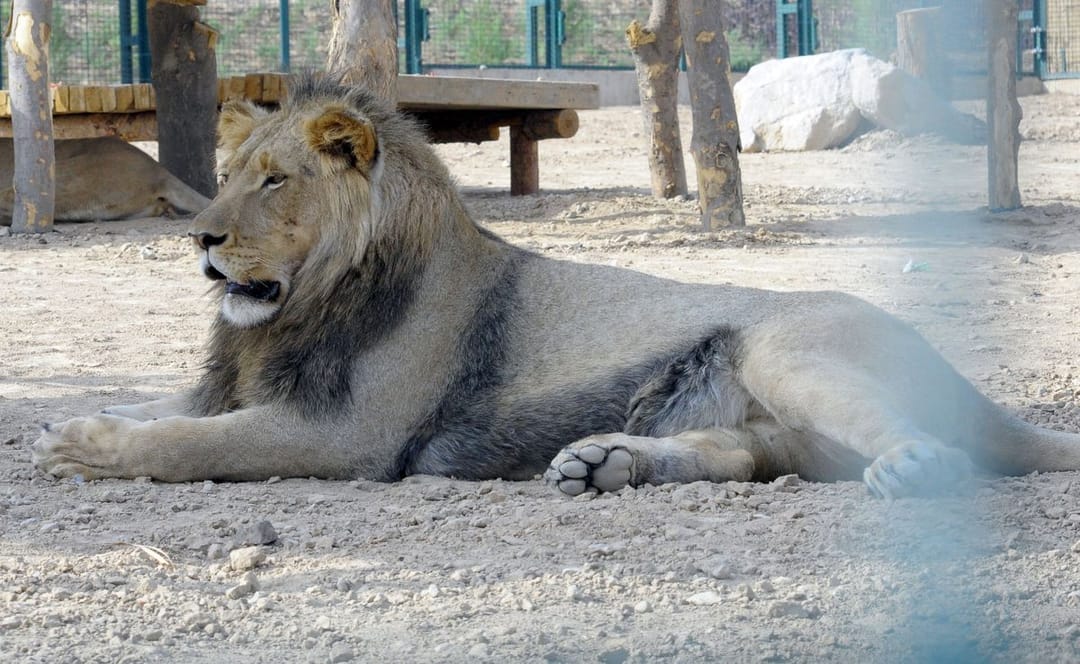 Aşgabatdaky Janly tebigatyň milli muzeýinde haýwanlara yssyda nähili ideg edilýänigi aýdyldy