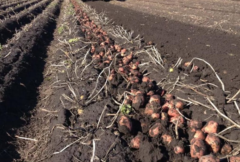 Türkmenistanda 21 müň gektarda güýzlük ýeralmany, gök we beýleki oba hojalyk ekinlerini ekmek meýilleşdirilýär