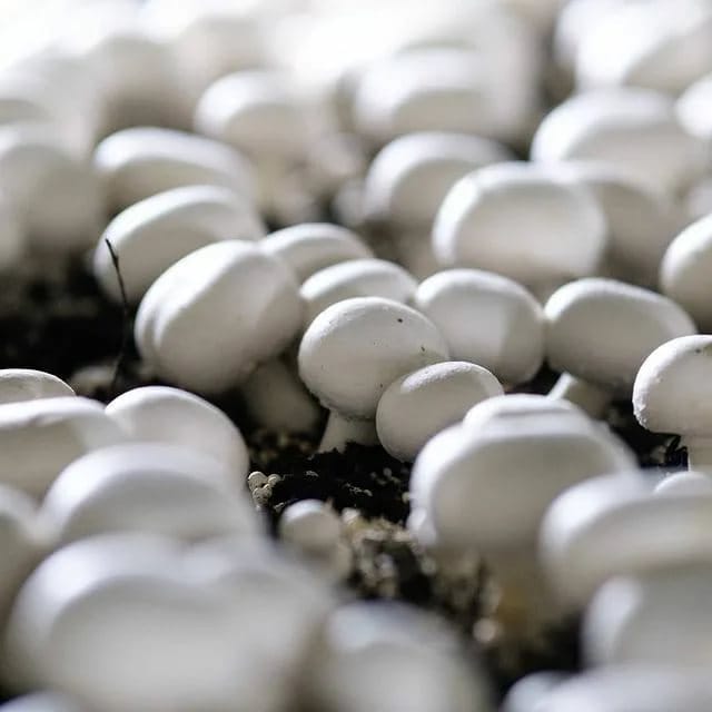 Mary welaýatyndaky täze ýyladyşhanada gelinkömelekleriň ilkinji hasyly  alyndy