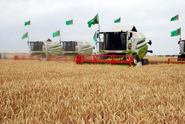 В Туркменистане с планом по заготовке пшеницы справились ещё семь этрапов