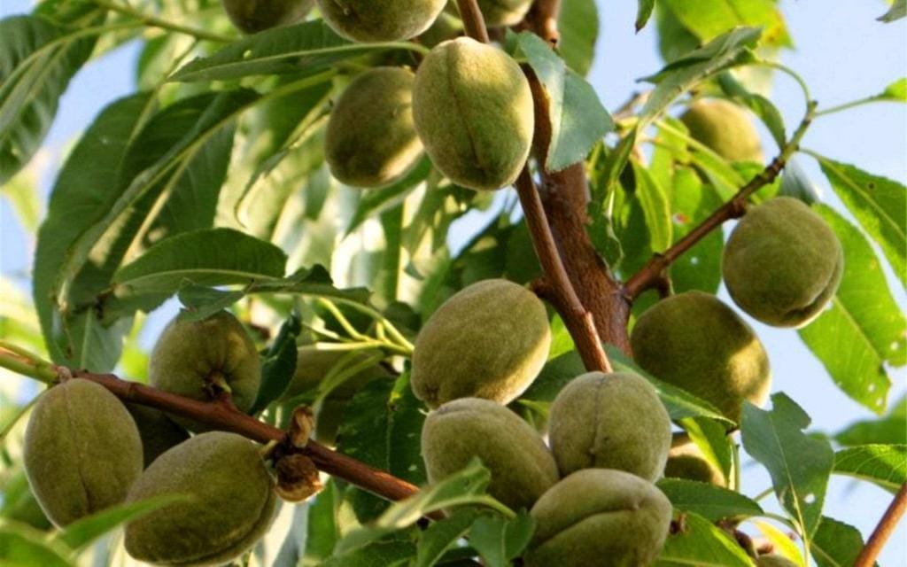 На садовом участке туркменского фермера растет 6000 миндальных деревьев