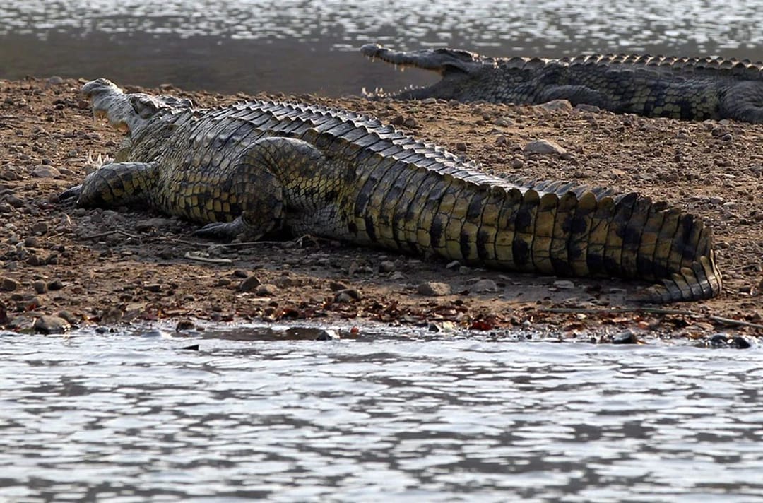 GAR-da erkek kişi krokodili ýenjendigi üçin kazyýetde jogap berer