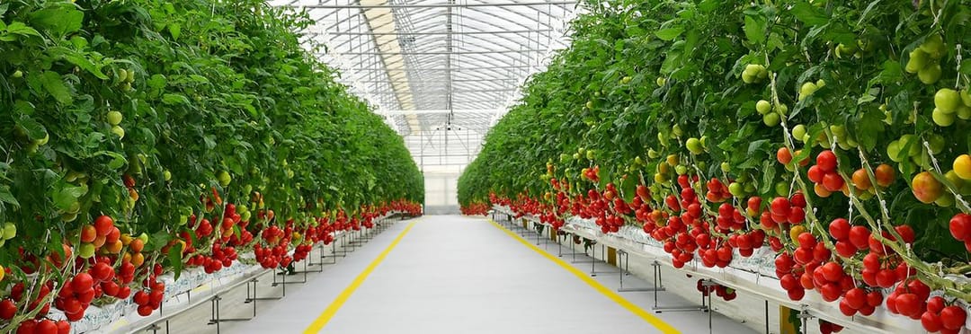 Предприятия Туркменистана в январе 2022 года экспортировали более 10 тыс. тонн томатов