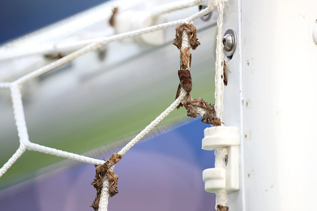 Рой летающих муравьев может оказаться на стадионе «Уэмбли» во время финала Евро-2020