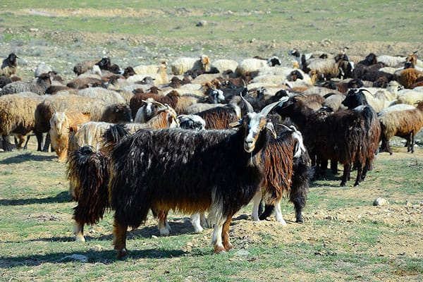 Ahally maldarlar owlak-guzy we köşek almak möwsümini üstünlikli alyp barýarlar