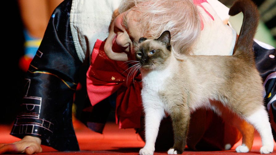 Kuklaçýowyň teatry 200 pişik bilen çykyşlara taýýarlanýar